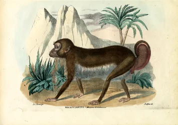 Black-Striped Capuchin